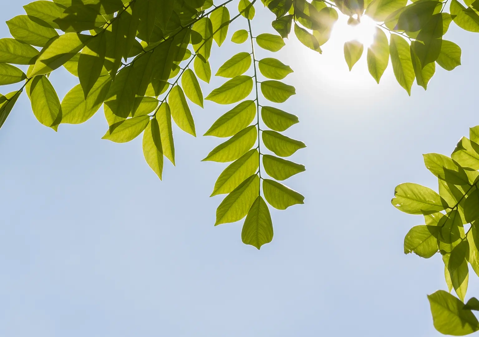 Dettaglio di alberi e natura
